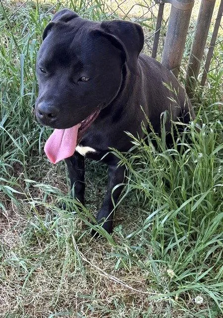 Loki