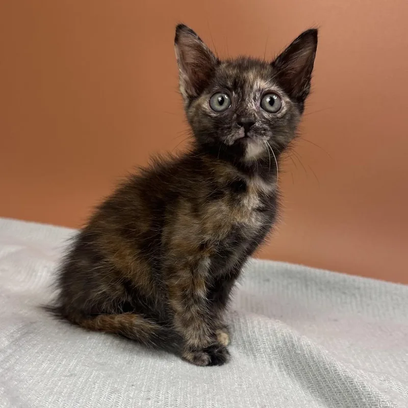 A baby small-sized female Tortoiseshell Domestic Short Hair cat named Finnel for adoption in San Antonio, TX