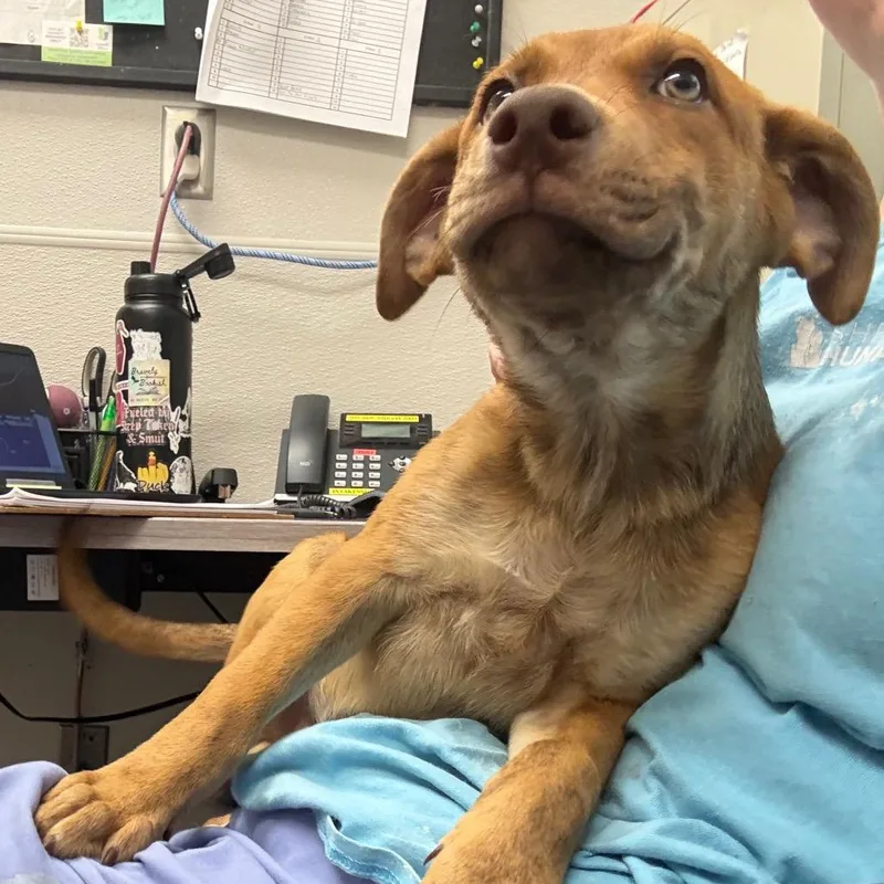 A baby medium-sized male Brown / Chocolate Mixed Breed dog named Rugby for adoption in Columbiana, AL