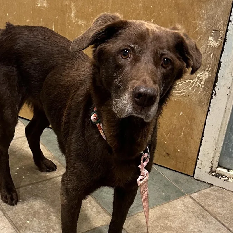 A senior medium-sized female Brown / Chocolate Mixed Breed dog named Coco Puffs for adoption in Chattanooga, TN