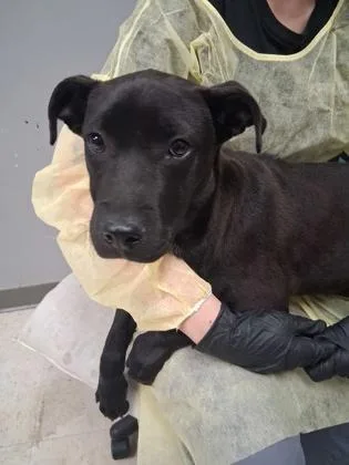An adult medium-sized male Labrador Retriever dog named Anthony for adoption in Gulfport, MS