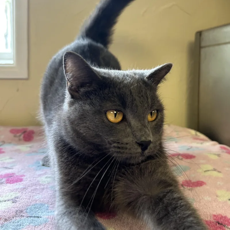 A young medium-sized female Gray / Blue / Silver Domestic Short Hair cat named Vixey for adoption in Toledo, OH