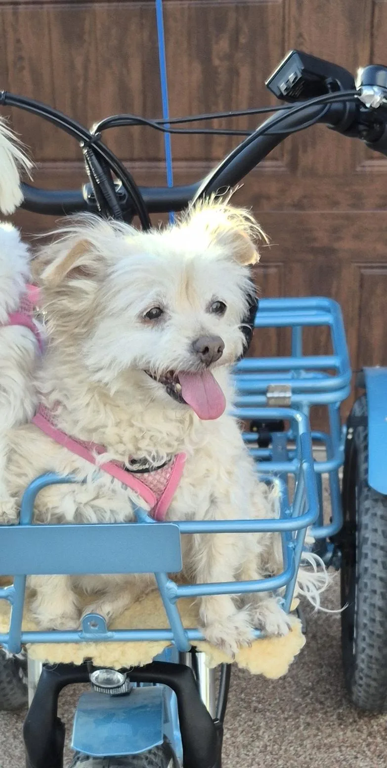 A senior small-sized female Yorkshire Terrier dog named Dixie for adoption in Hurricane, UT