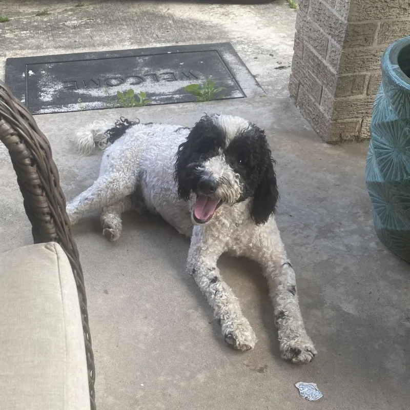 An adult small-sized male Poodle dog named Jordan Michael for adoption in New Orleans, LA