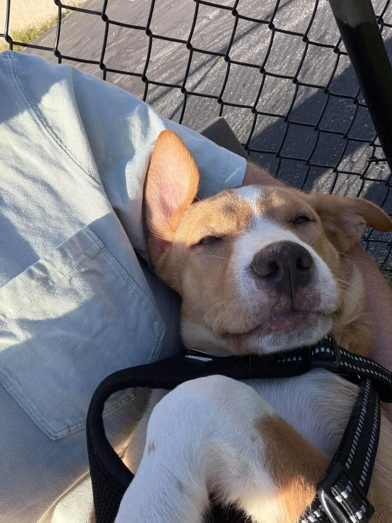 A baby medium-sized male Mixed Breed dog named Thor for adoption in De Pere, WI