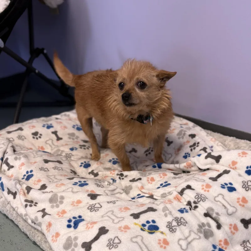 An adult small-sized female Golden Chihuahua dog named Tootie for adoption in Bardstown, KY