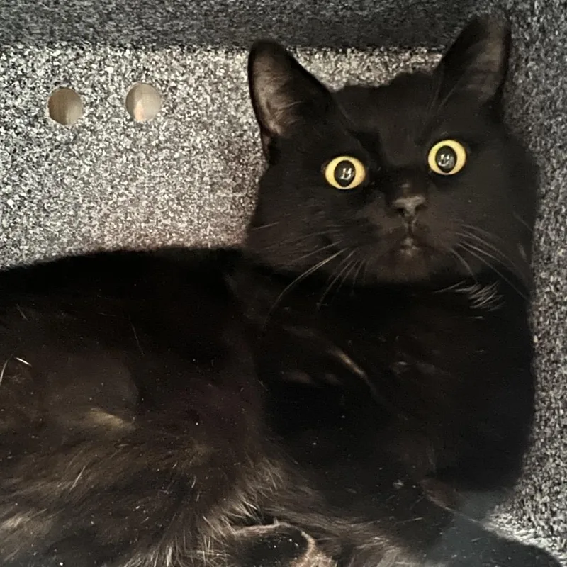 An adult medium-sized male Black Domestic Short Hair cat named Kiko for adoption in Salt Lake City, UT