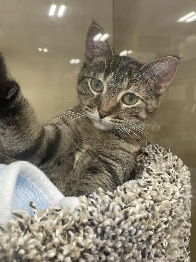 A young small-sized female Domestic Short Hair cat named Sweet Cheeks for adoption in Metamora, IL