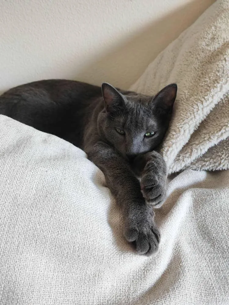A young large-sized female Russian Blue cat named Rey for adoption in santa monica, CA