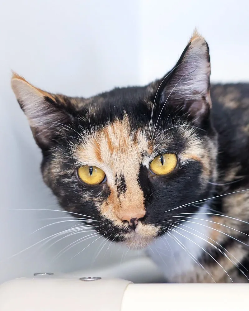 A young medium-sized female Calico Domestic Short Hair cat named Cleocatra for adoption in Bridgeport, CT