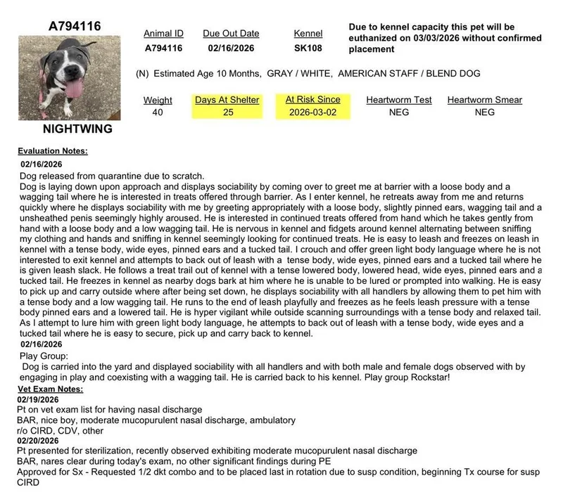 Nightwing thumbnail 2