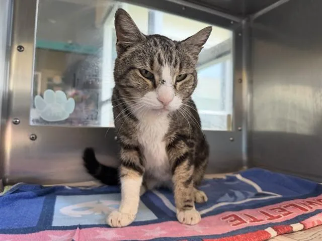 A senior large-sized male Domestic Short Hair cat named Mr Boots for adoption in Grand Prairie, TX