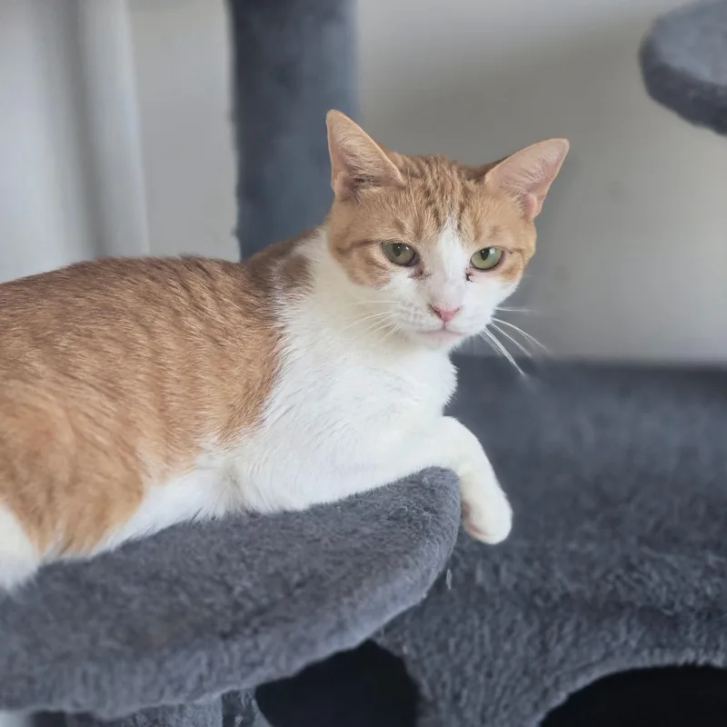 An adult medium-sized female Orange & White American Shorthair cat named Maddy for adoption in New York, NY