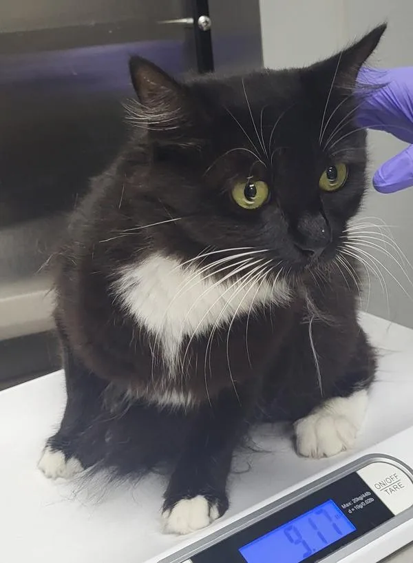 An adult small-sized female Domestic Short Hair cat named Fm Sady for adoption in Lawrenceville, GA