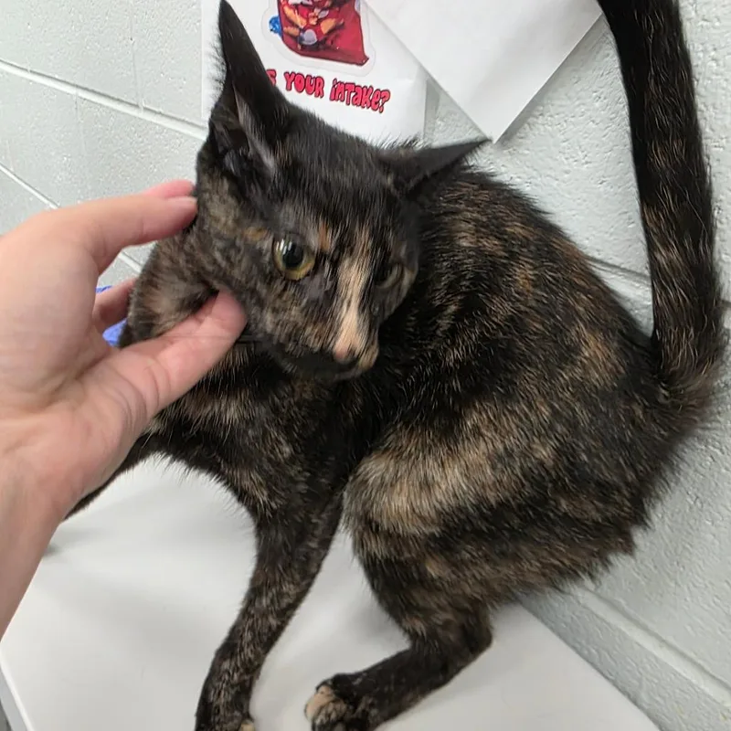 An adult medium-sized female Tortoiseshell Domestic Short Hair cat named Koko for adoption in Chattanooga, TN