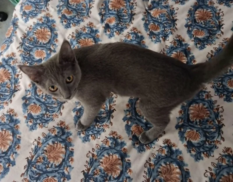 A baby medium-sized female Gray / Blue / Silver Domestic Short Hair cat named Hera for adoption in Overland Park, KS