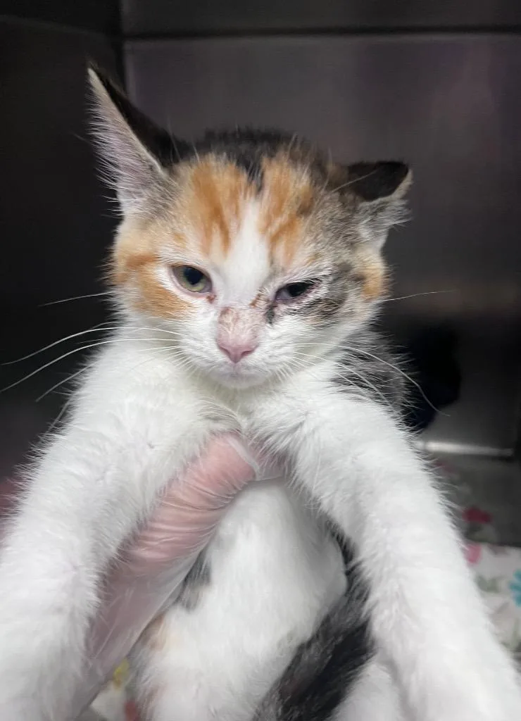 A baby medium-sized female Domestic Short Hair cat named Neroli for adoption in Cincinnati, OH