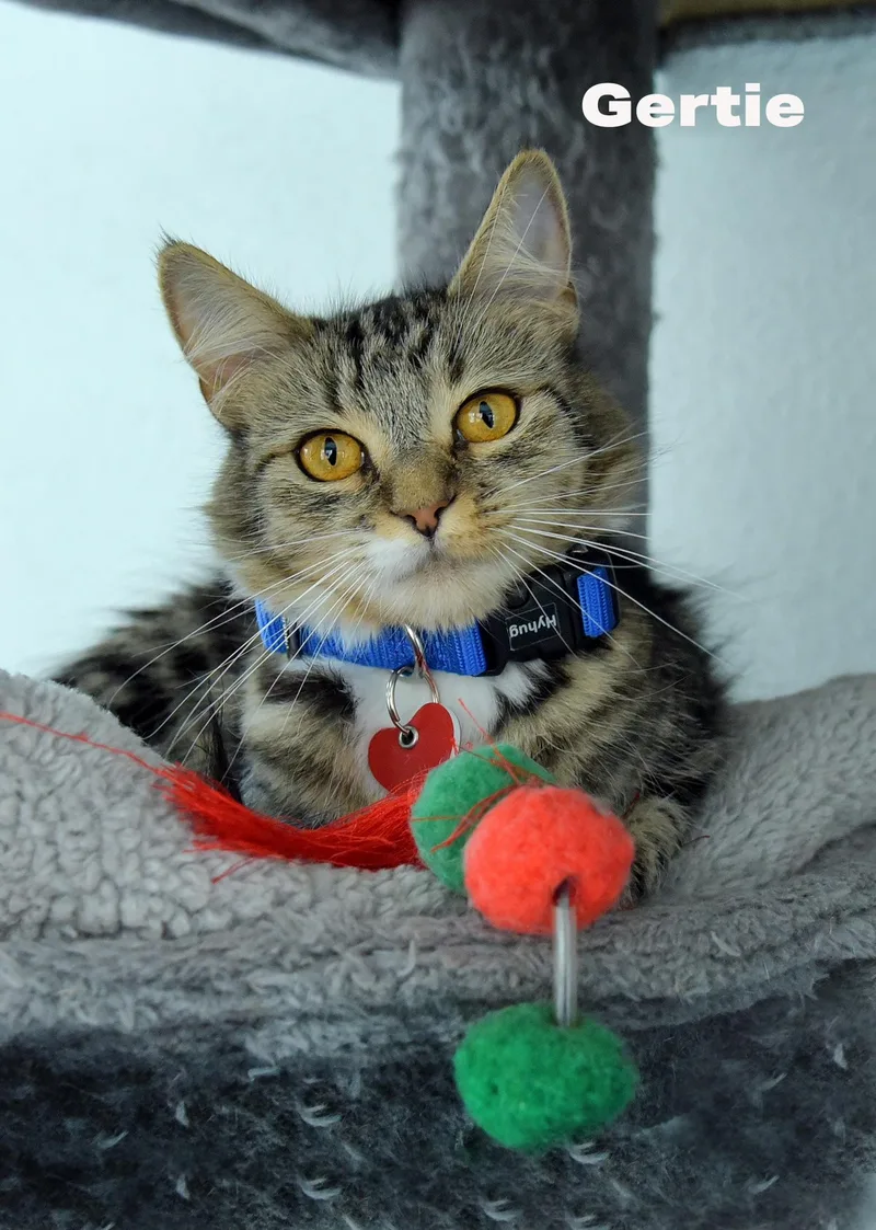 A young small-sized female Gray & White Domestic Medium Hair cat named Gertie for adoption in Van Nuys, CA