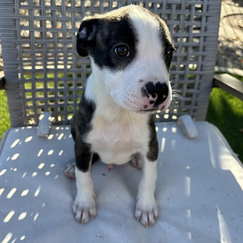 A baby medium-sized male Brindle Pit Bull Terrier dog named Sloan for adoption in Carlsbad, CA