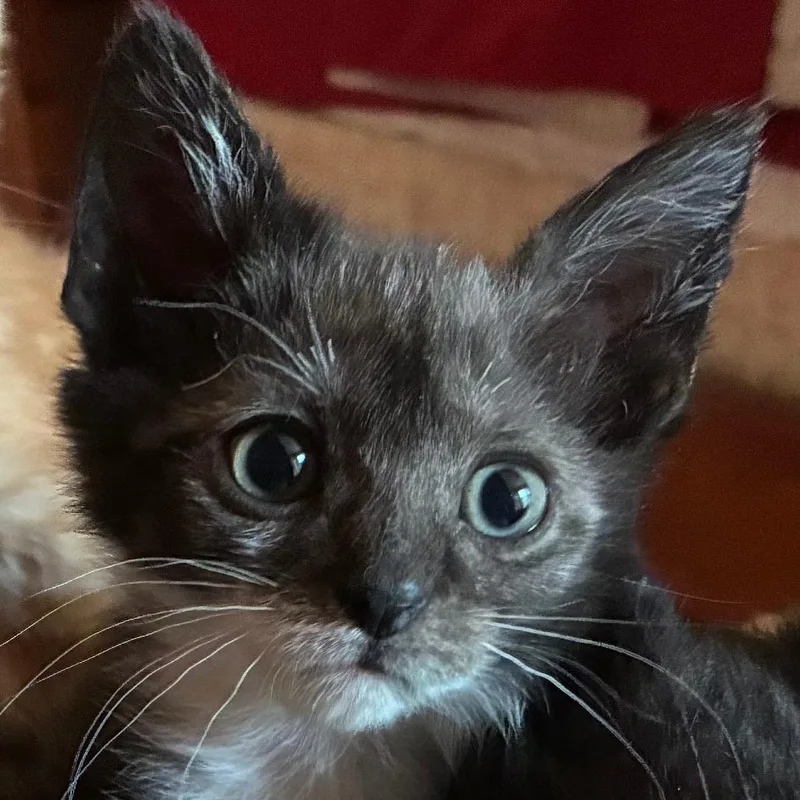A baby small-sized male Gray / Blue / Silver Domestic Short Hair cat named Wynona for adoption in Saugerties, NY