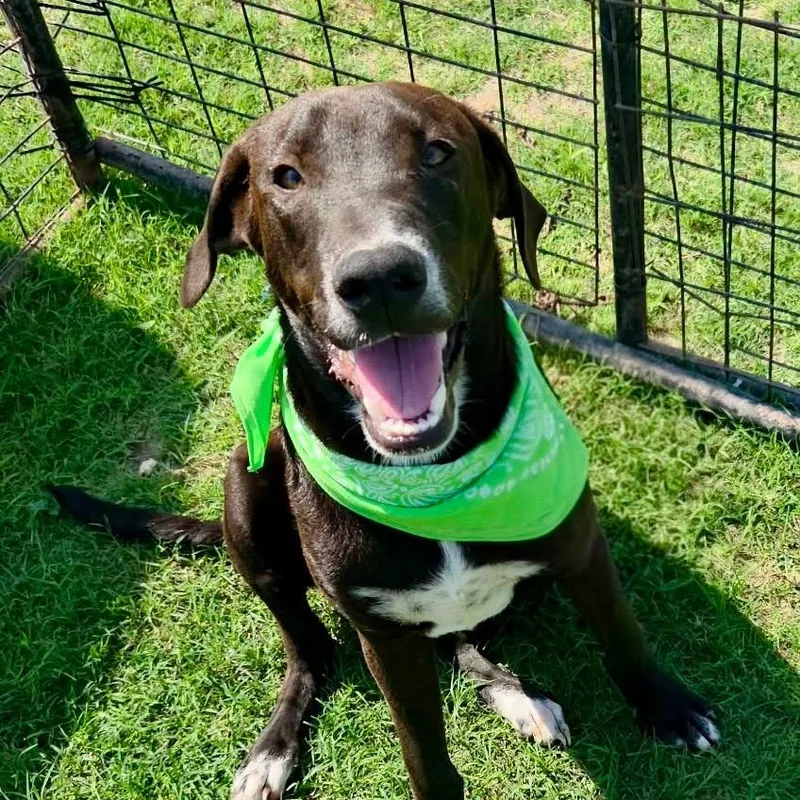 A young medium-sized male Labrador Retriever dog named Cogsworth for adoption in Carmel, NY