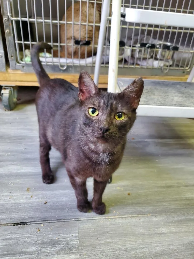 Charbroulee thumbnail 2