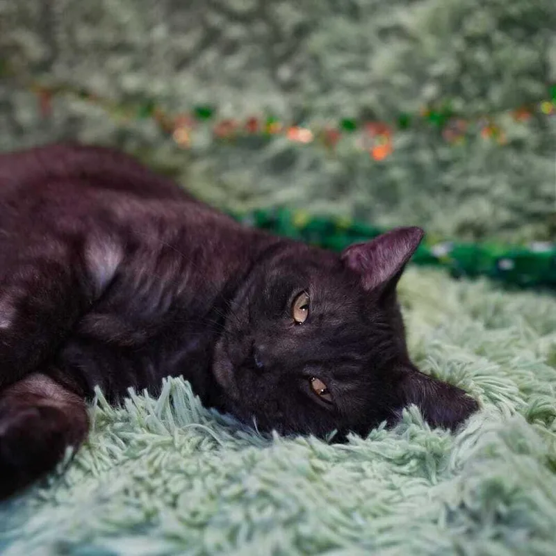 Charbroulee thumbnail 3