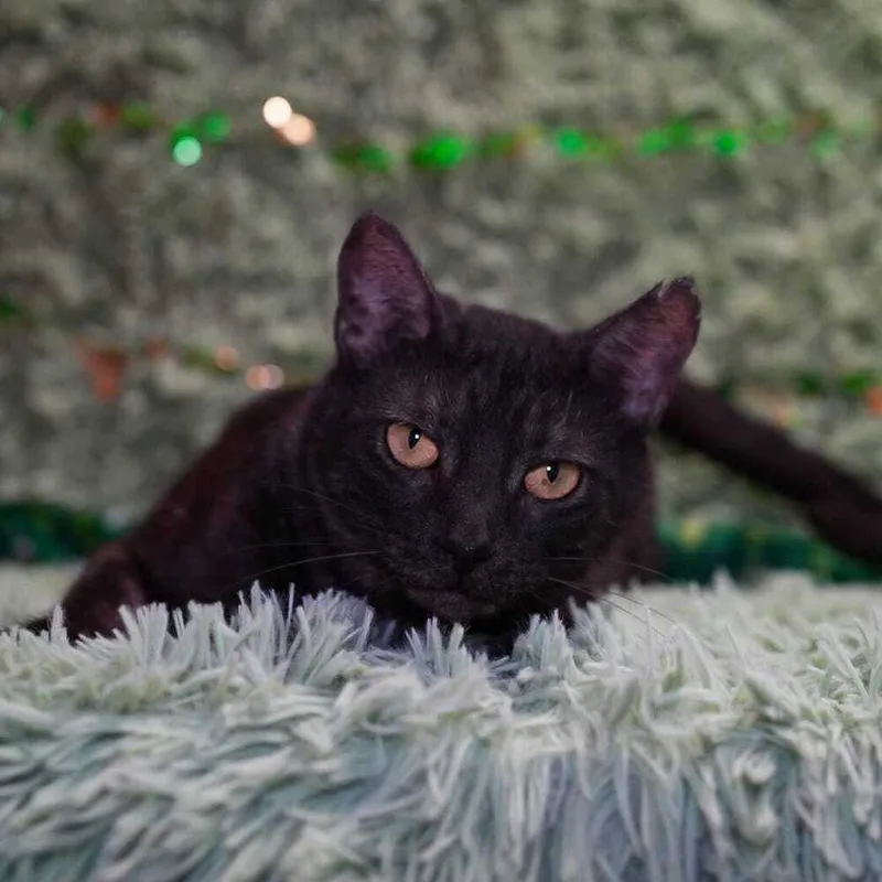 Charbroulee thumbnail 4