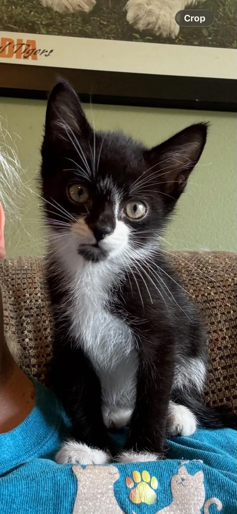 A baby medium-sized female Tuxedo cat named Clarice for adoption in Mobile, AL