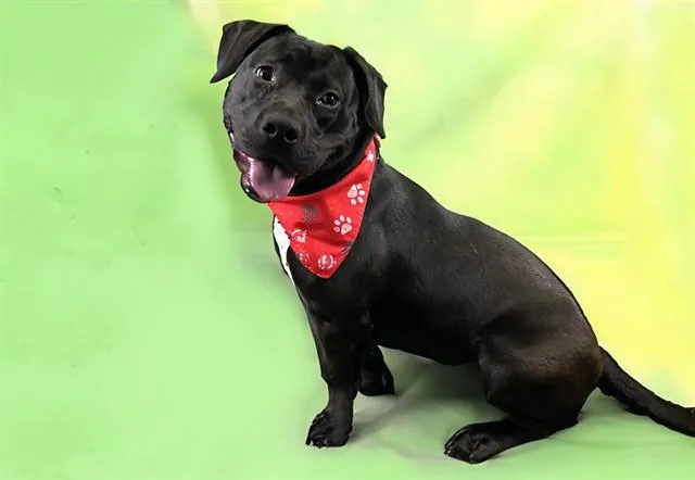 A young medium-sized female American Staffordshire Terrier dog named Fiona for adoption in Fort Lauderdale, FL