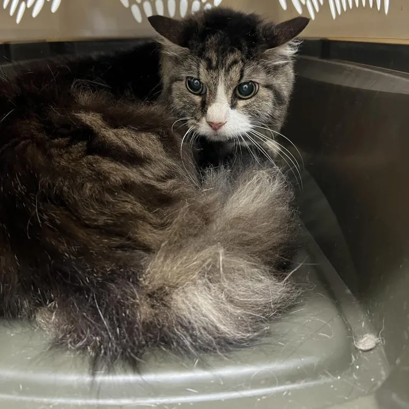 A senior medium-sized male Black Maine Coon cat named Ragnar for adoption in St. Louis, MO