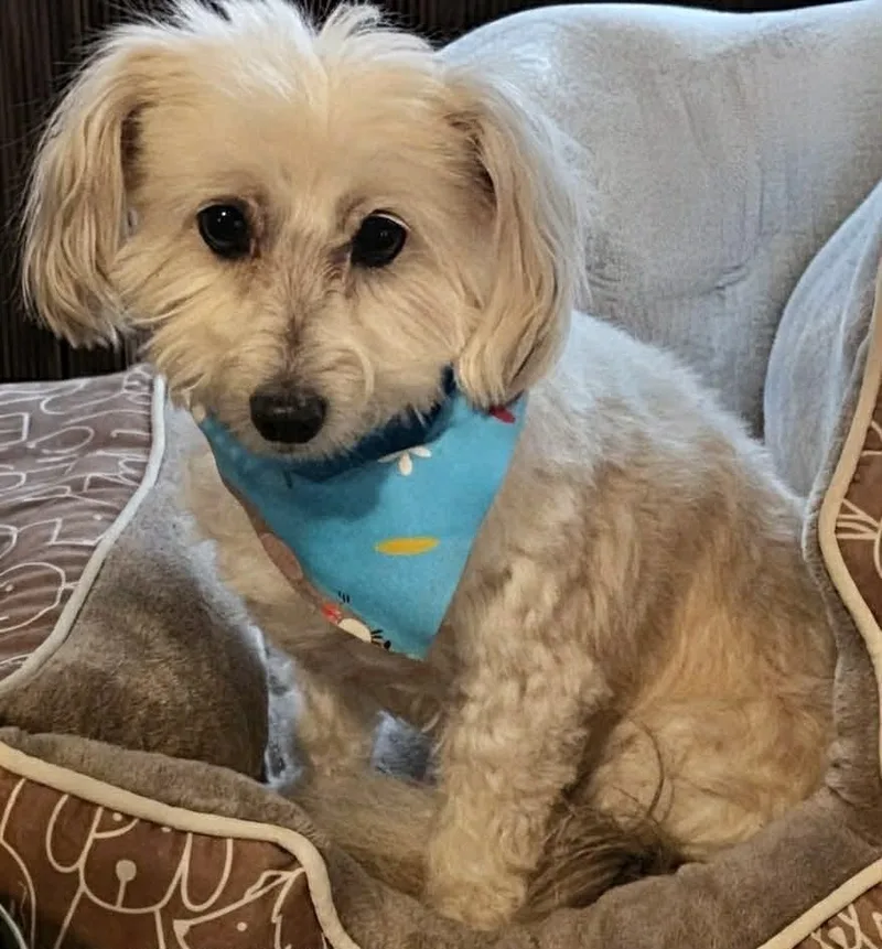 An adult small-sized male White / Cream Coton de Tulear dog named Winsten for adoption in Towanda, IL