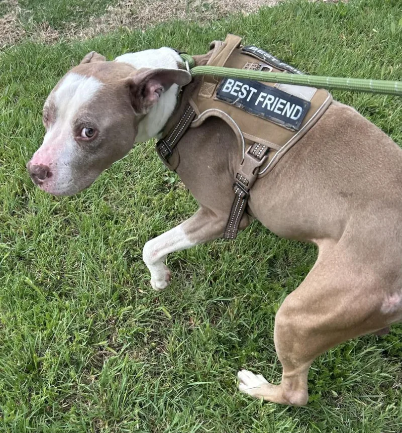 An adult large-sized male Pit Bull Terrier dog named Taz for adoption in Little Elm, TX