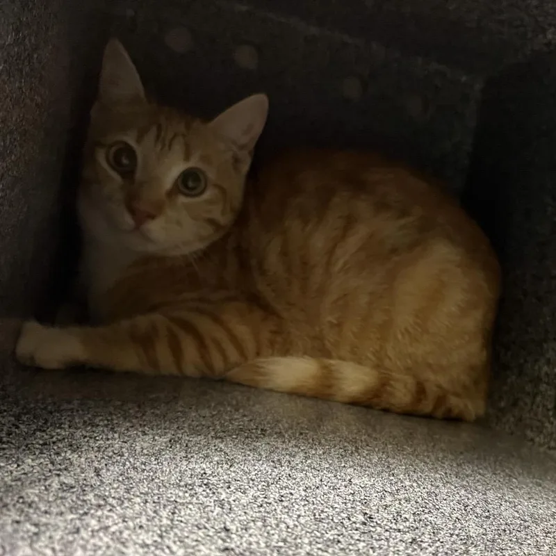 An adult medium-sized female Orange / Red Domestic Short Hair cat named Wasabi for adoption in Salt Lake City, UT