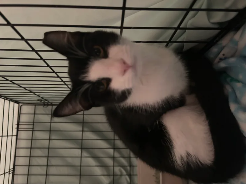 A young medium-sized male Black & White / Tuxedo Domestic Medium Hair cat named Arcedimus for adoption in Youngstown, FL