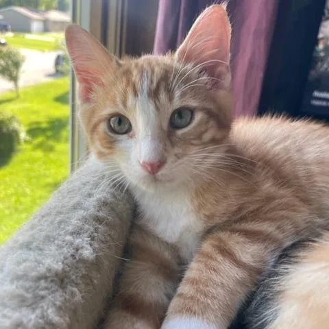 A baby small-sized male Orange / Red Domestic Short Hair cat named Max for adoption in Springfield, IL