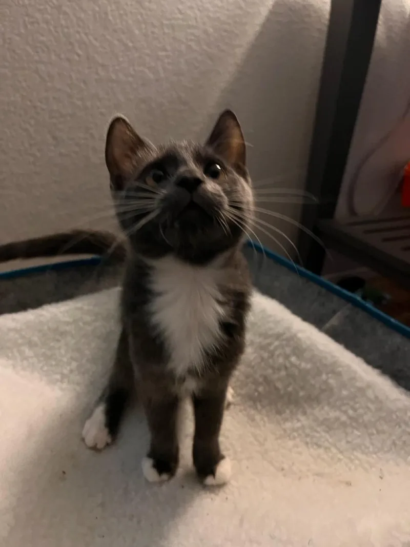 A baby medium-sized female Black & White / Tuxedo Domestic Short Hair cat named Jules for adoption in Las Vegas, NV