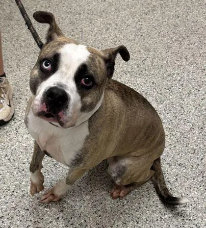 An adult large-sized female Yellow / Tan / Blond / Fawn Pit Bull Terrier dog named Eclair for adoption in Kansas City, MO