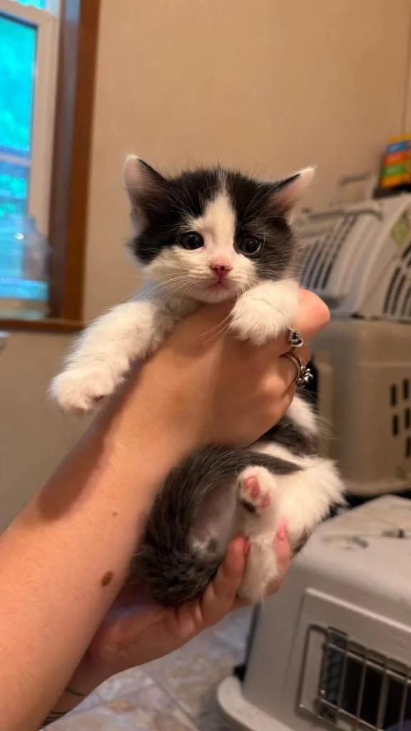 Meri