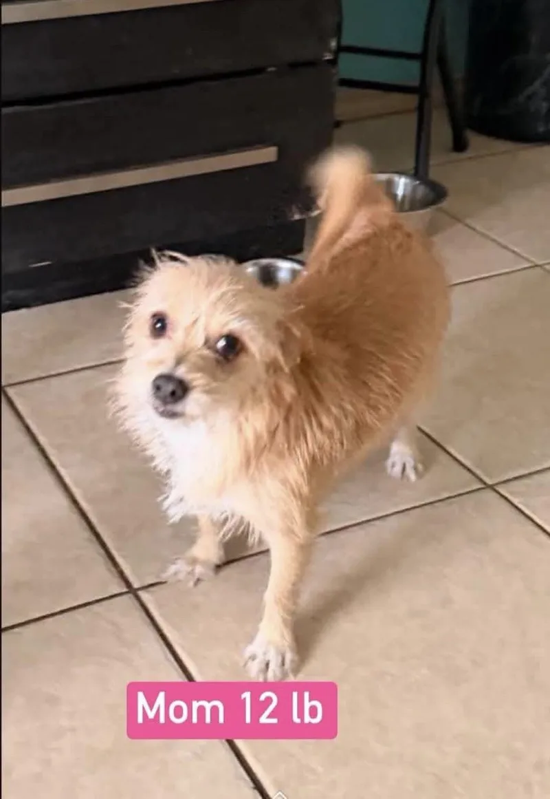 An adult small-sized female Terrier dog named Honey for adoption in Gainesville, VA