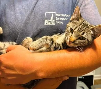 A baby small-sized female Brown / Chocolate Domestic Short Hair cat named Biscuit for adoption in Kansas City, MO