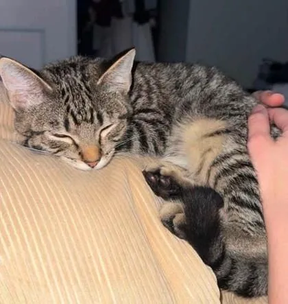 Biscuit thumbnail 3