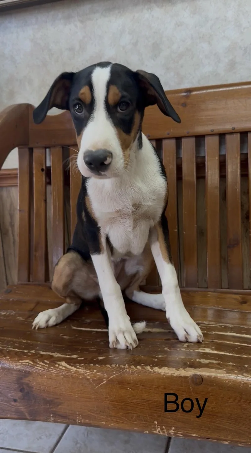 A young medium-sized male Greater Swiss Mountain Dog dog named Teddy for adoption in Tyler, TX