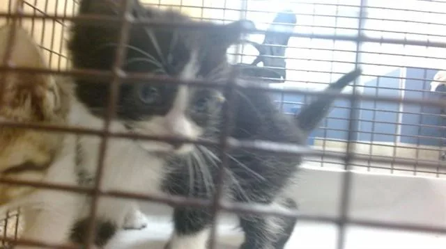 A baby small-sized male Domestic Short Hair cat named Bean for adoption in Miami, FL