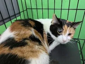 A young medium-sized female Calico cat named Sativa for adoption in Adrian, MI