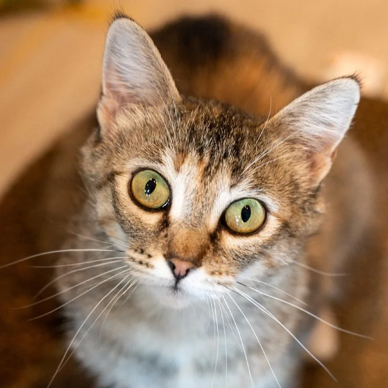 A young medium-sized female Torbie Domestic Short Hair cat named Sara Lee for adoption in Durango, CO