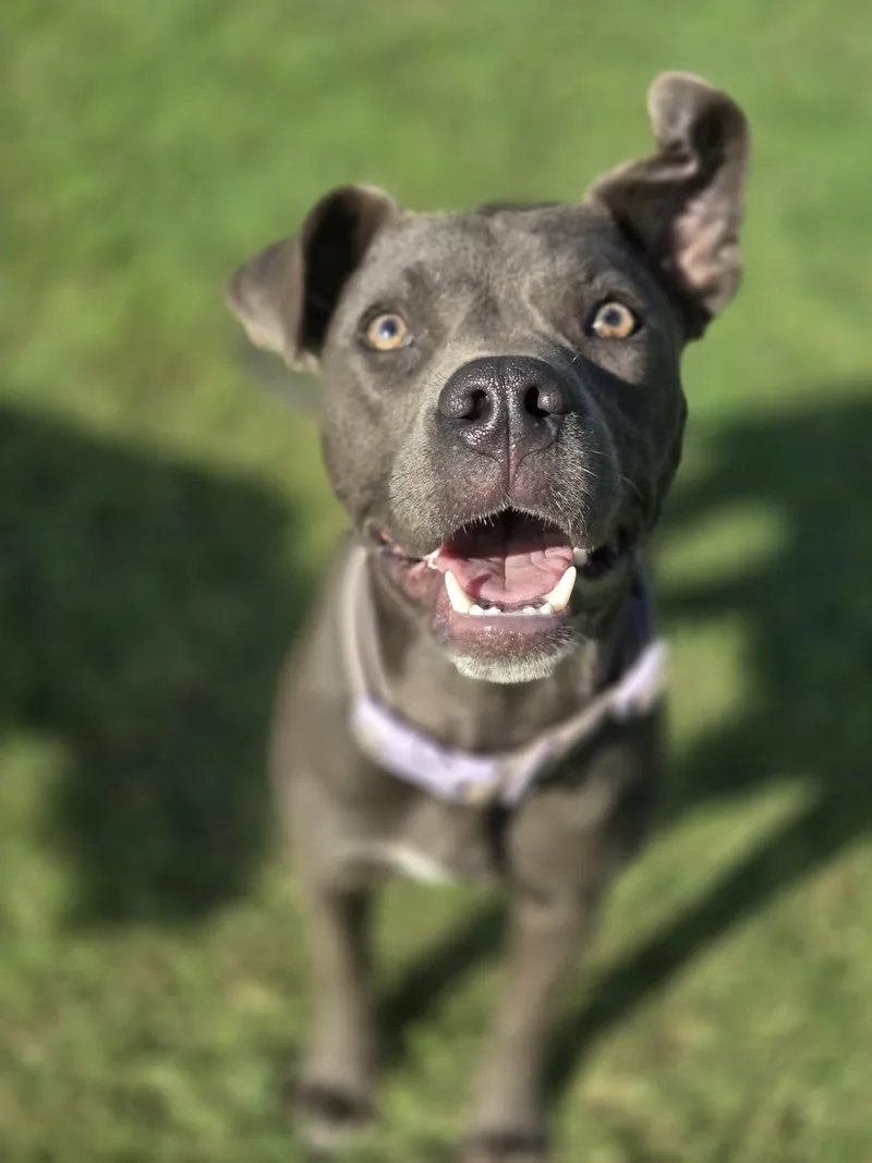 A young medium-sized female Mixed Breed dog named Harper for adoption in Okemah, OK