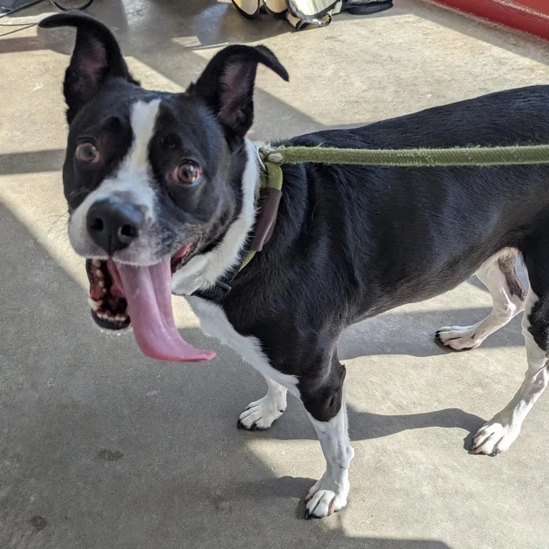 An adult medium-sized male Pit Bull Terrier dog named Pickles for adoption in Evansville, IN