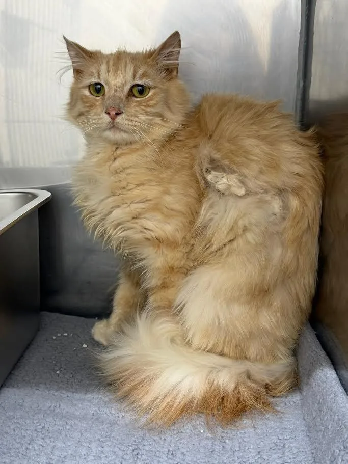 A young large-sized male Domestic Medium Hair cat named Bowie for adoption in Glenfield, NY
