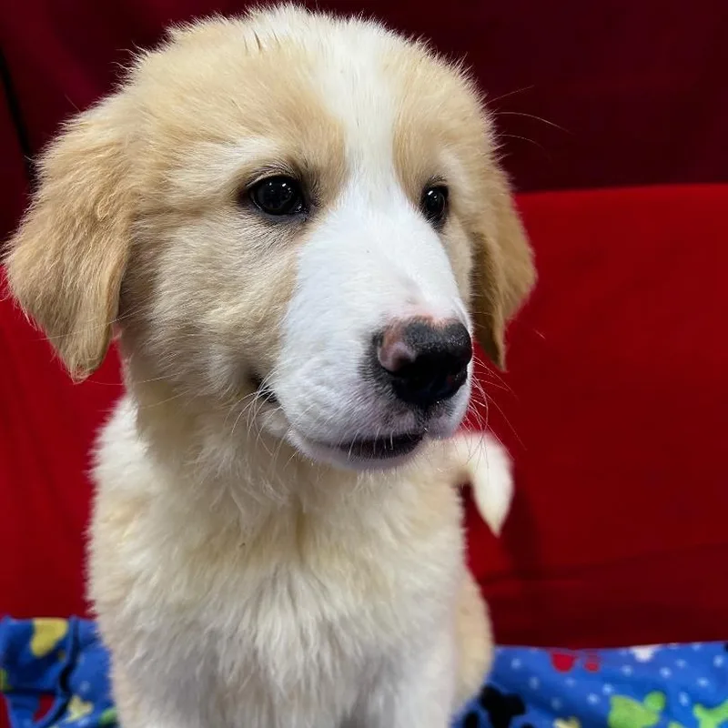 A baby large-sized female White / Cream Great Pyrenees dog named Sienna for adoption in Bartonsville, PA